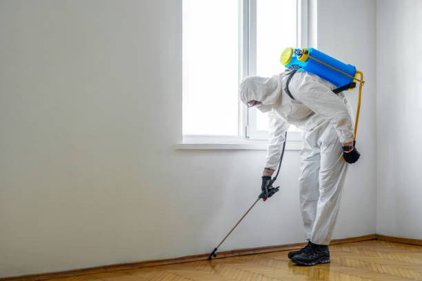 Best Flea Control Services  in Frewsburg, NY