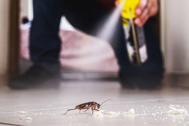 Best Spider Control Near Me  in Frewsburg, NY